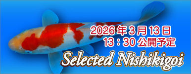 �\���@�Z���N�g�ь� 0325