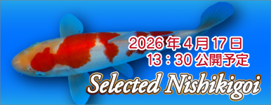 予告 セレクト錦鯉 0429