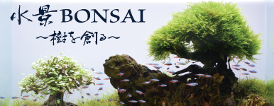 水景BONSAI（盆栽流木）を使って簡単に本格的な流木レイアウトを楽しもう。