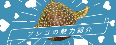 vR̖͏Љ