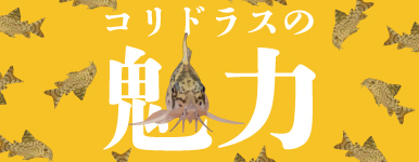 コリドラスの魅力紹介