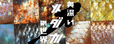 [_J̐E