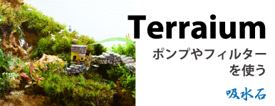 【吸水石】Terrarium