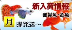 T【熱帯魚】【金魚】新入荷情報! 1月5日(月)発送〜