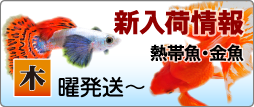 T【熱帯魚】【金魚】新入荷情報！　8月18日（木）発送〜