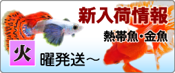 T【熱帯魚】【金魚】新入荷情報！　11月28日（火）発送〜