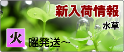 T【水草】かぷせる牧草のたね 価格改定