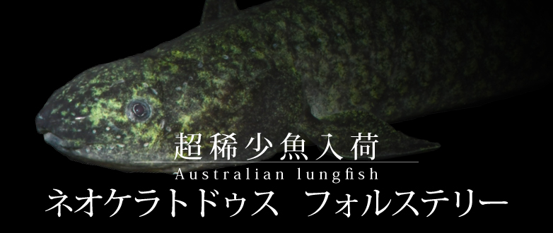 yMыzlIPghDX