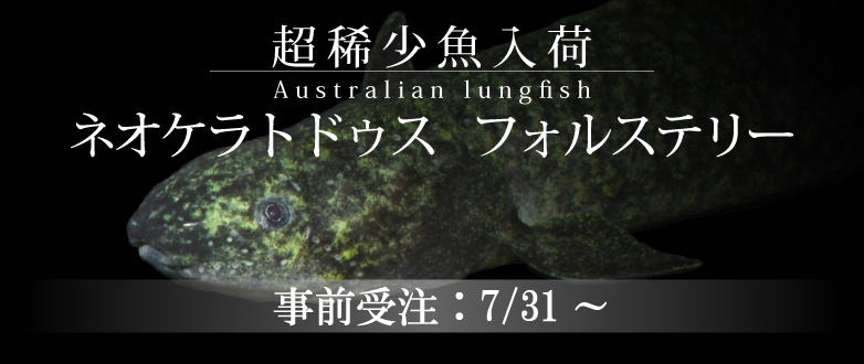 【熱帯魚】ネオケラトドゥス事前受注