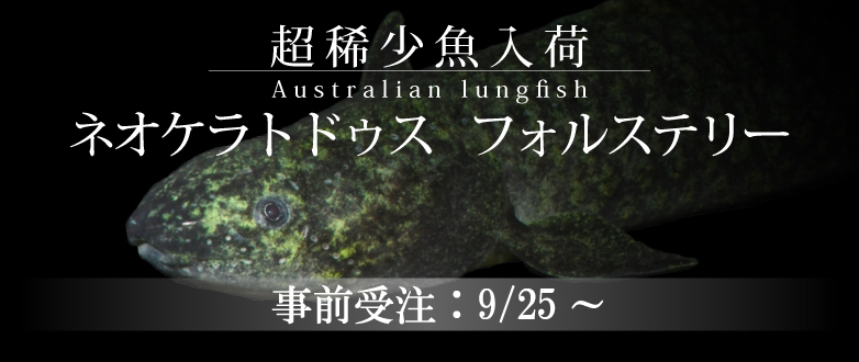 【熱帯魚】ネオケラトドゥス事前受注