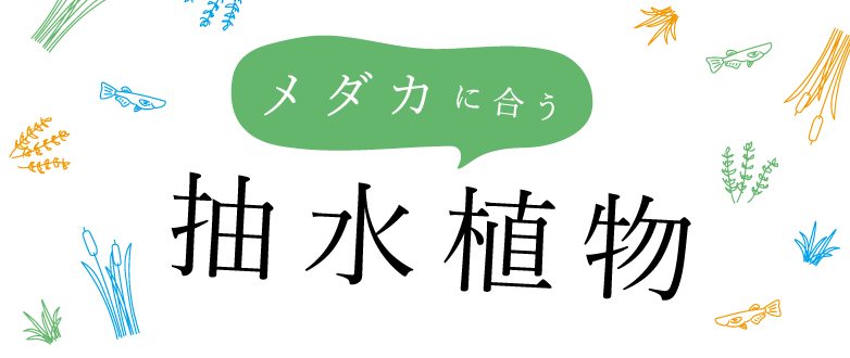 ���_�J�ɍ��������A���@�`�r�I�g�[�v�A���_�J���A���@���ɃI�X�X���`