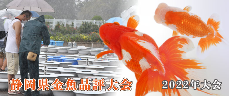 【金魚探訪記】2022年静岡県金魚品評大会