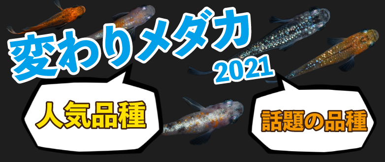 Kbo メダカの人気品種21 金魚 カミハタビジネスオンライン Kbo メダカの人気品種21 金魚 カミハタビジネスオンライン