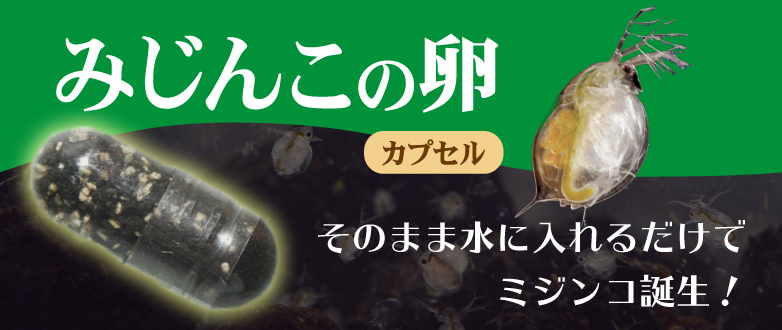 Kbo みじんこの卵 そのまま水にいれるだけでミジンコ誕生 乾燥卵 飼料 カミハタビジネスオンライン