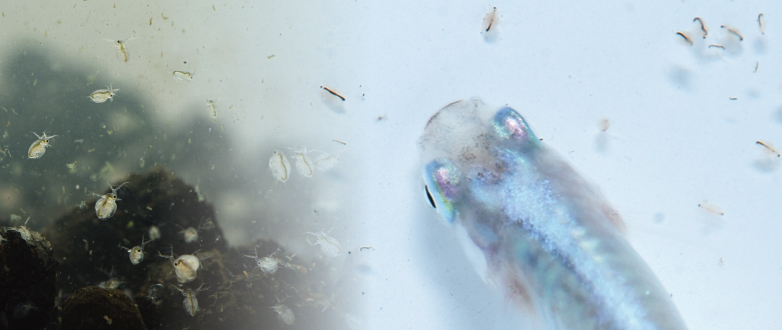 �C�ɂȂ銈���G�T���