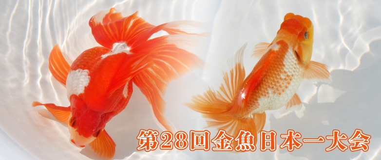 【金魚探訪記】第28回 金魚日本一大会