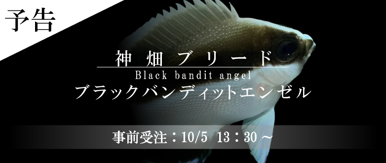 予告 【海水魚】事前受注 ブラックバンディットエンゼル 神畑ブリード