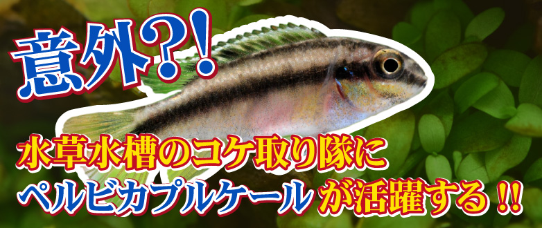 Kbo 水草水槽のコケ取り隊にペルビカ プルケールはいかがですか 熱帯魚 カミハタビジネスオンライン