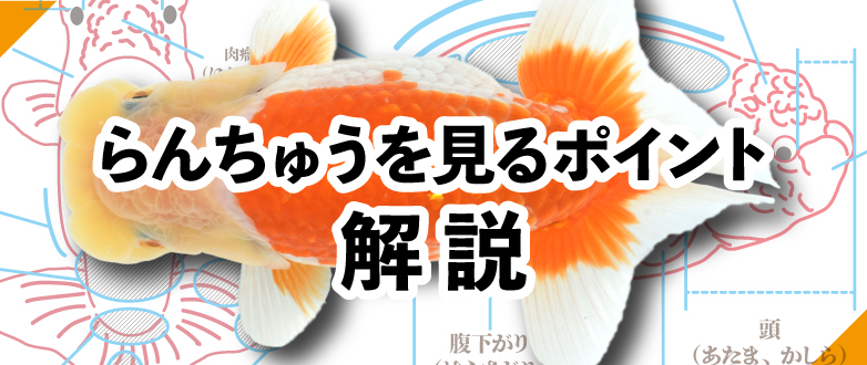 Kbo らんちゅうの見方 オスメスの見分け方のポイント 金魚 カミハタビジネスオンライン