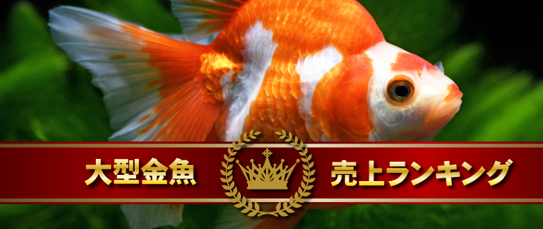 ^ドLOI