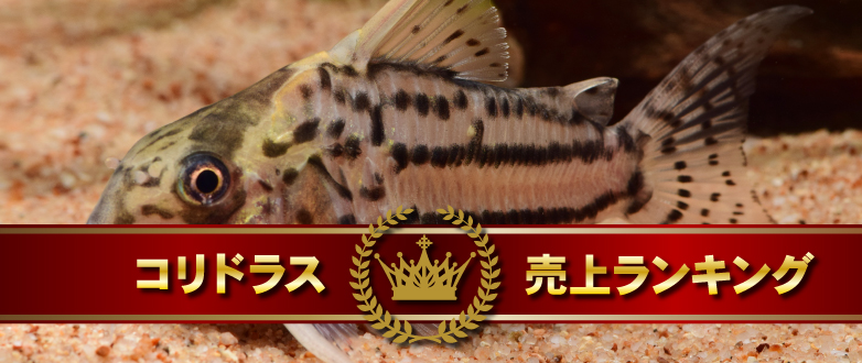 RhXドLOI