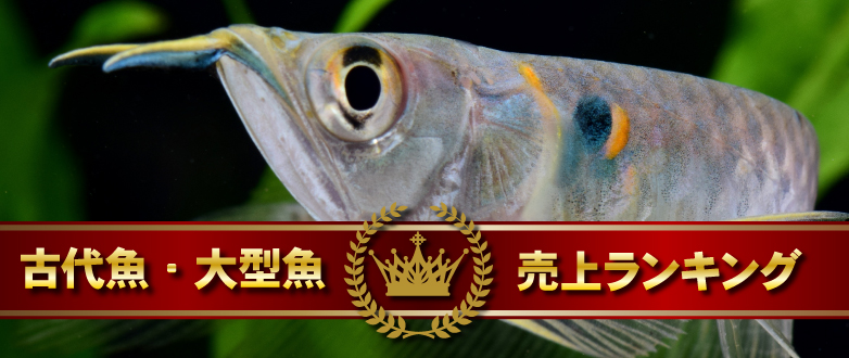 Ñ㋛E^ドLOI