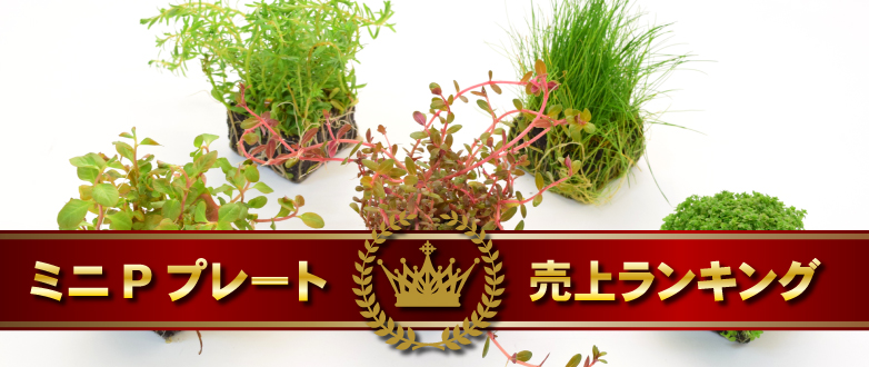~jPv[gドLOI