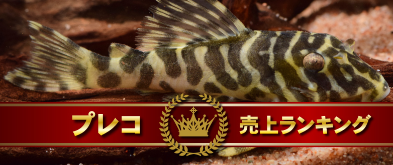 vRドLOI