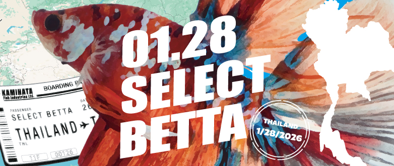 現地生産者 セレクトベタ 01.28号