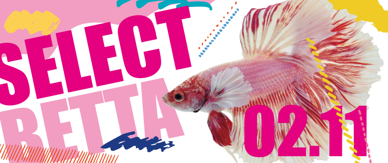 ���n���Y�� �Z���N�g�x�^�@02.11��