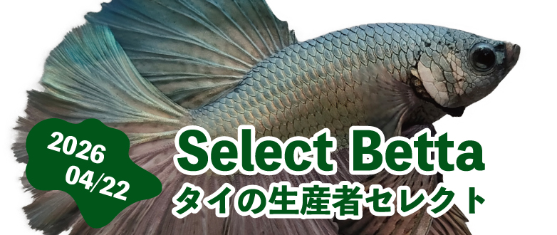 ���n���Y�� �Z���N�g�x�^�@4.22��