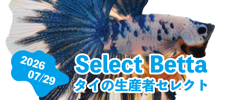 現地生産者 セレクトベタ 07.29号