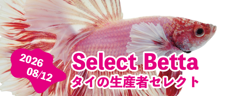 現地生産者 セレクトベタ 08.12号