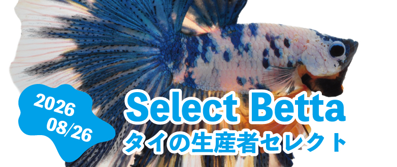 現地生産者 セレクトベタ 08.26号