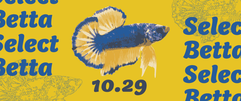 現地生産者 セレクトベタ 10.29号