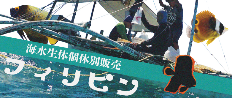 T�y�C�����z�X�^�b�t�Z���N�g�C�����̌̕ʔ̔�in�t�B���s��