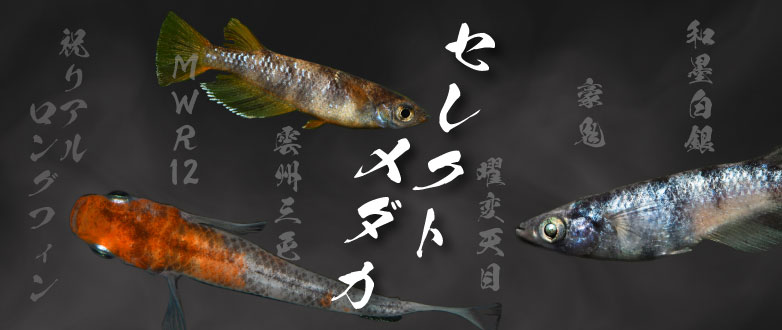 �y���_�J�z�Q�����C�x���g�I�Z���N�g���_�J