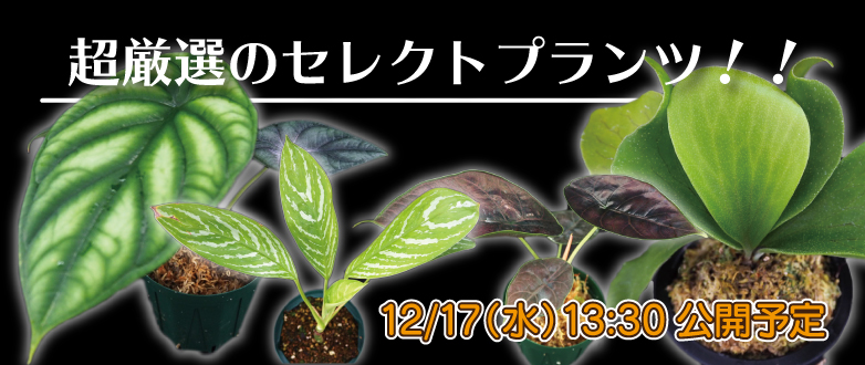 Kbo 予告 レアな観葉植物 セレクトプランツ 0621 水草 カミハタビジネスオンライン