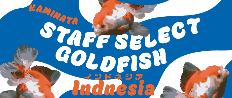 【金魚】カミハタスタッフセレクト インドネシア産金魚