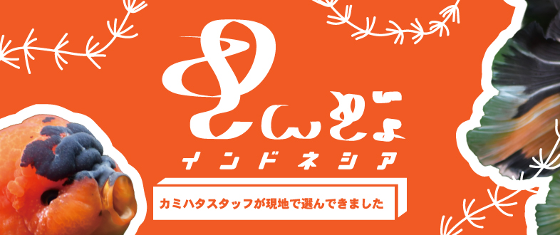 【金魚】カミハタスタッフセレクト インドネシア産金魚
