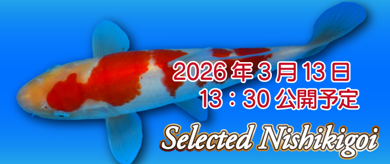 �\���@�Z���N�g�ь� 0325