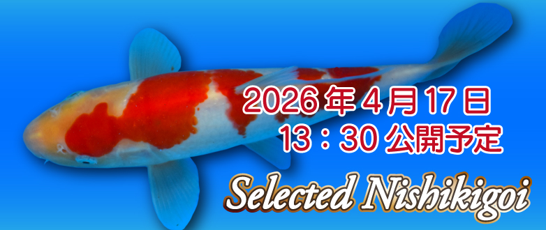 �\���@�Z���N�g�ь� 0429