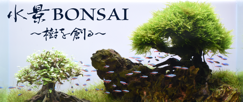 KBO 水景BONSAI（盆栽流木）を使って簡単に本格的な流木レイアウトを