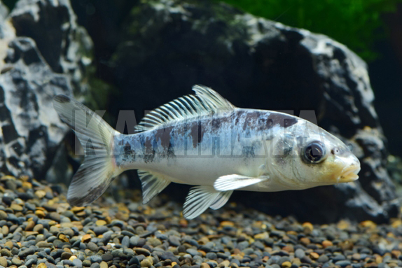 Kbo 輝黒竜 Sm 金魚 カミハタビジネスオンライン Kbo 輝黒竜 Sm 金魚 カミハタビジネスオンライン