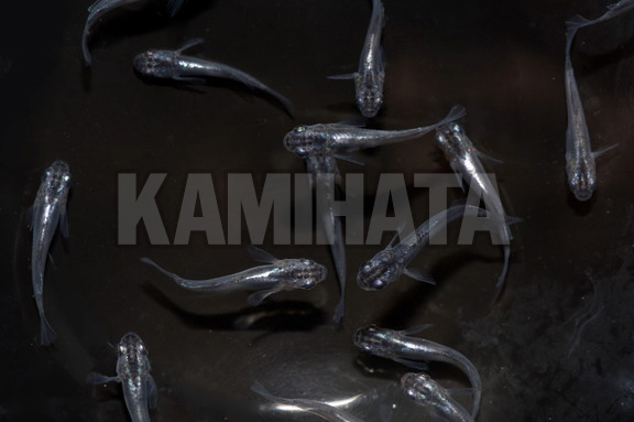 Kbo 魔王メダカ 稚魚 金魚 カミハタビジネスオンライン Kbo 魔王メダカ 稚魚 金魚 カミハタビジネスオンライン