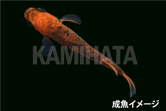 Kbo 紅薊 ﾍﾞﾆｱｻﾞﾐ メダカ 稚魚 金魚 カミハタビジネスオンライン