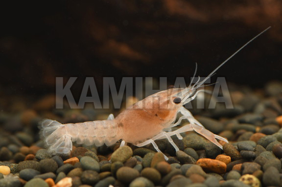 Kbo ゴーストザリガニ 紅白 Sm 熱帯魚 カミハタビジネスオンライン Kbo ゴーストザリガニ 紅白 Sm 熱帯魚 カミハタビジネスオンライン
