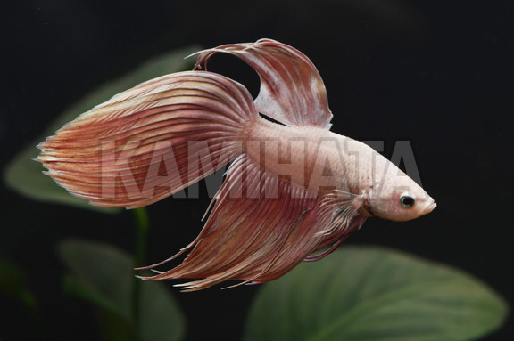 Kbo ﾍﾞﾀ ﾛﾝｸﾞﾌｨﾝ ﾄﾞﾗｺﾞﾝ 熱帯魚 カミハタビジネスオンライン