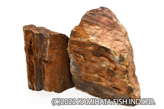 プチアクアの石　木化石