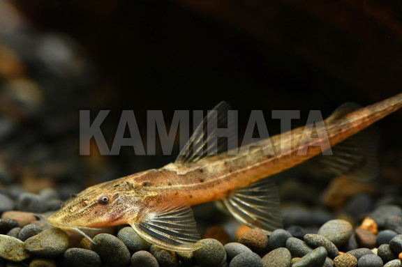 KBO アフリカンロリカリア 熱帯魚|カミハタビジネスオンライン